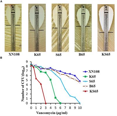 Reconstruction of the Vancomycin-Susceptible Staphylococcus aureus Phenotype From a Vancomycin-Intermediate S. aureus XN108